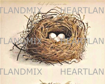 Vintage Birds Nest digital wall art graphic image download printable