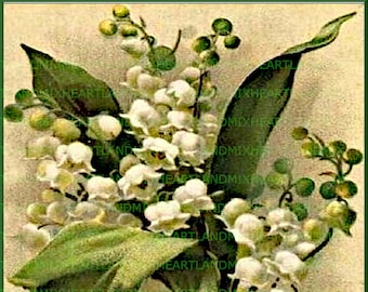Antique Vintage Floral Lily of the Valley Digital Image Illustration ...