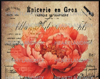 Vintage French Peony Digital Download Printable Wall Art Graphic Image