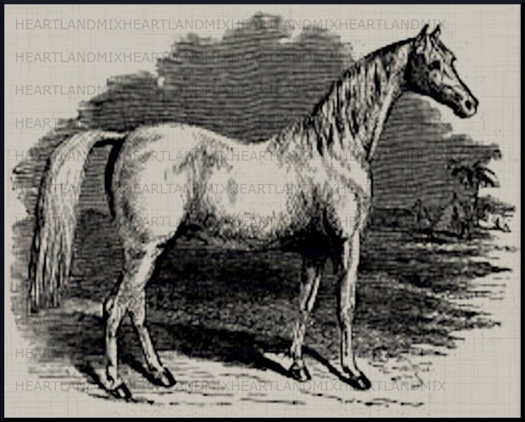 Farmhouse Horse, Printable Digital Wall Art Image Instant Download - Etsy