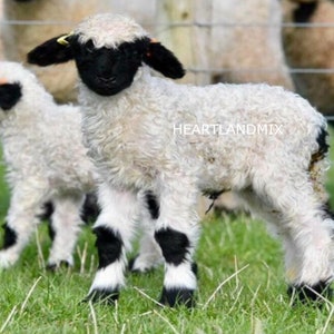 Black Face Sheep Wall Art Image Printable Digital Download | Etsy