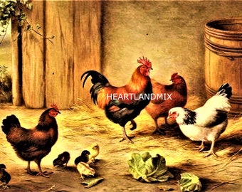 Vintage Chicken illustration, rooster, hens, chicks, download printable wall art image