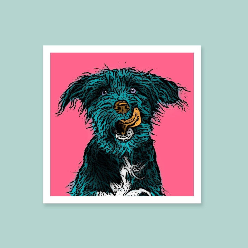 May include: A blue and black dog with a white patch on its chest is sticking its tongue out. The dog is looking at the camera and has a playful expression. The background is a solid pink color.