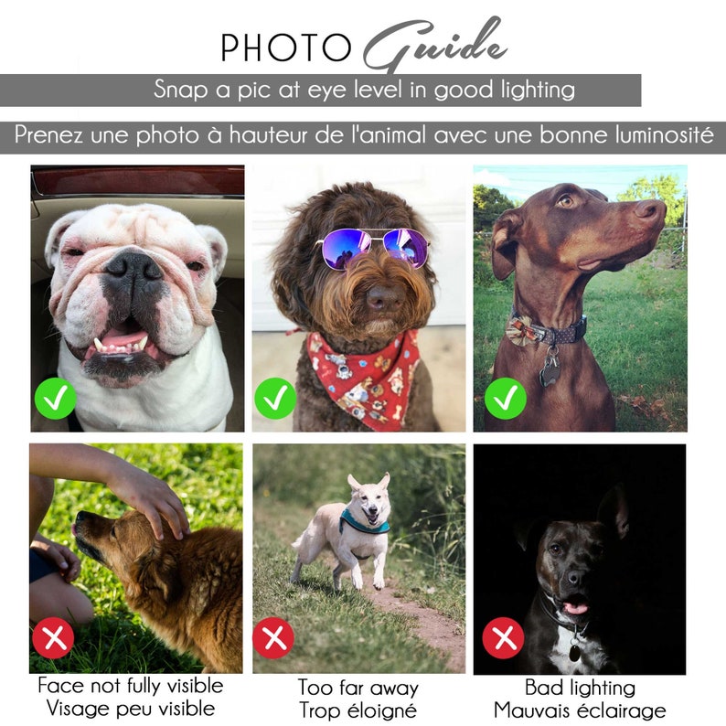 Pode incluir: Um guia fotogr&aacute;fico com exemplos de fotos boas e m&aacute;s de c&atilde;es. O guia mostra como tirar uma foto de um c&atilde;o ao n&iacute;vel dos olhos com boa ilumina&ccedil;&atilde;o. As fotos boas mostram c&atilde;es com seus rostos completamente vis&iacute;veis e em ambientes bem iluminados. As fotos m&aacute;s mostram c&atilde;es com seus rostos parcialmente ocultos ou em ambientes escuros.