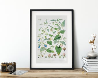Plant Illustration Printable Wall Art, Downloadable Art, Cottage Decor, Botanical Illustration, Digital Print, Flower Art, Plant Art