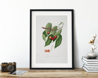 Cherries Printable Wall Art,  Botanical, Downloadable Art, Farmhouse Kitchen, Cherry Decor, Country Kitchen, Gift for Her, Art Print