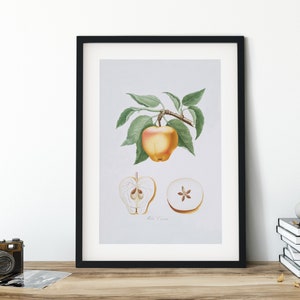 Vintage Botanical Illustration, Printable Wall Art, Downloadable Art, Digital Print, Boho Art, Gift for Her, Farmhouse Kitchen, Apple