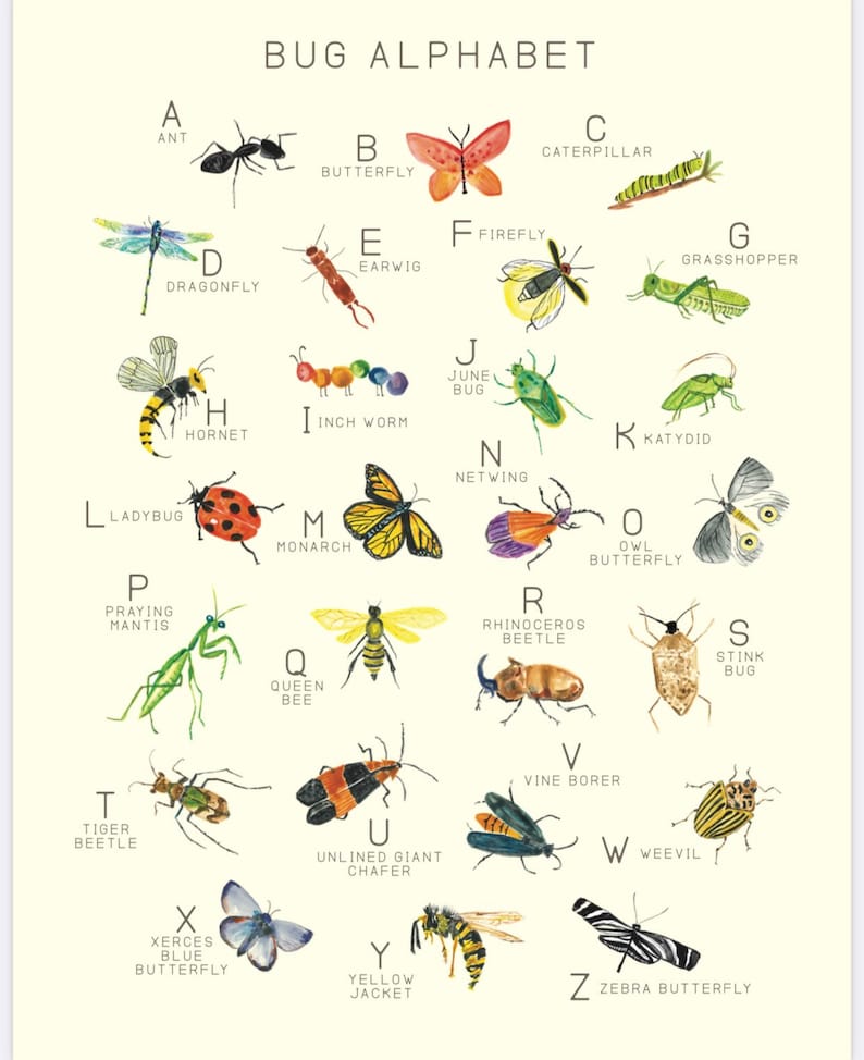 Bug Poster Bug Print Bug Lover Insect Print Montessori Learning - Etsy