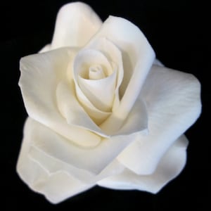Realistic rose sugar flower cake topper, wedding, bridal, gumpaste flowers for celebration cakes
