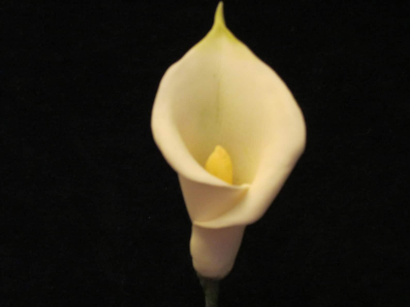 Handmade Calla Lilies Arum Sugar Flowers Gumpaste Edible Etsy