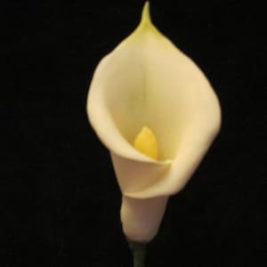 Gumpaste Calla Lily Cake Toppers: Wedding Cake Decoration, Set of 10