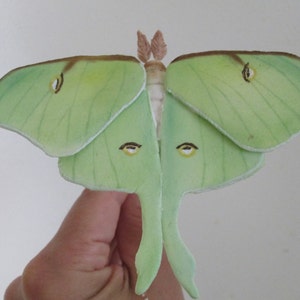 Luna Moth cake topper, Gumpaste cake decoration