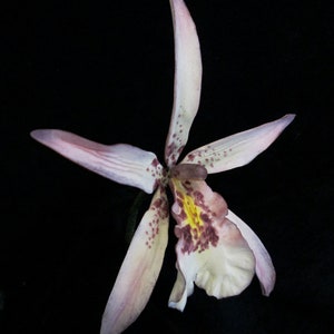 Realistic Brassia sugar orchid cake topper for wedding or bridal cakes gumpaste flowers purple Brassia orchid, orchid lovers cake topper