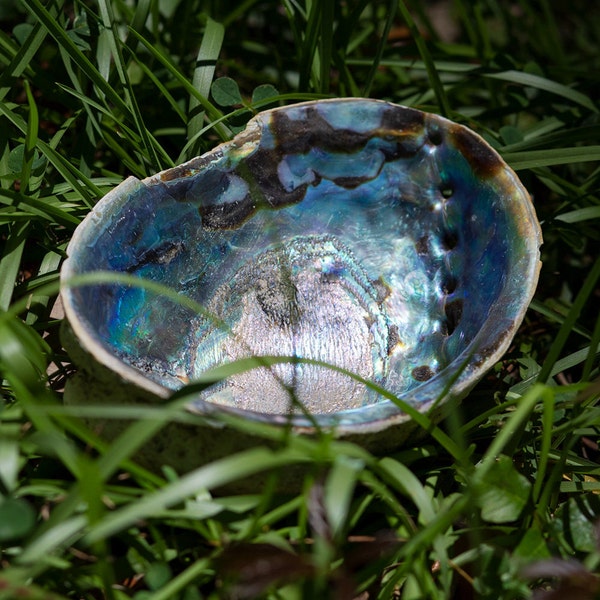 Abalone Shell Smudging Bowl, Colorful and All-Natural, Chipped and Distressed for Burning Sage, Home Decor - Quality May Vary