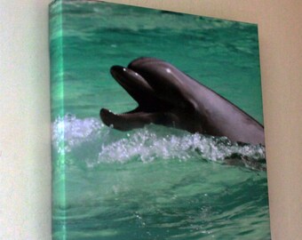 Laughing Dolphin Canvas Wall Art