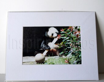 Panda Time Matted Wall Art