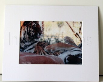 Napping Bengal Tigers Matted Wall Art