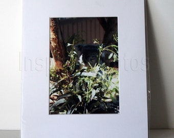 Koala in Tree Matted Wall Art