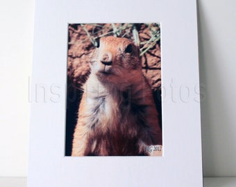 Prairie Dog 8 x 10 Matted Wall Art