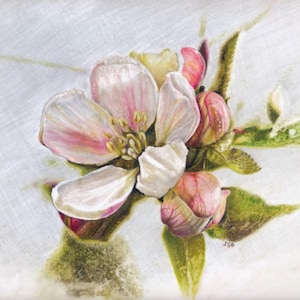 May include: A detailed colored pencil drawing of an apple blossom. The flower has white and pink petals with yellow stamens. Several unopened buds and green leaves surround the flower, set against a white background.