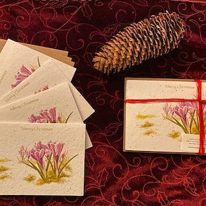 Foglietti di carta con semi di fiori di campo di Natale - Set di cinque foglietti coordinati con buste