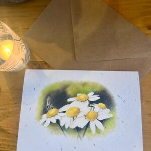 Carte de voeux grande camomille PAPIER GRAINES DE FLEURS SAUVAGES