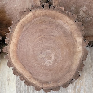 Black Walnut Slab: 20&quot; Rustic End Grain Tabletop with Bark