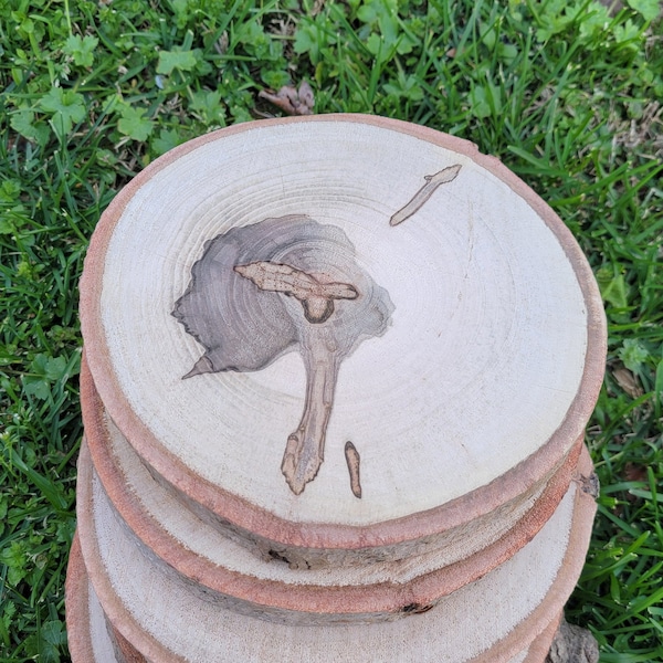 7" - 8" Maple Tree Slices, Rustic Wedding Centerpieces, Live Edge Wood Rounds, Wood Slices, Cookies