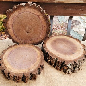 Set of 3 Black Walnut Slabs, 11 Inch Log Slices, Rustic Centerpieces, Pedestals