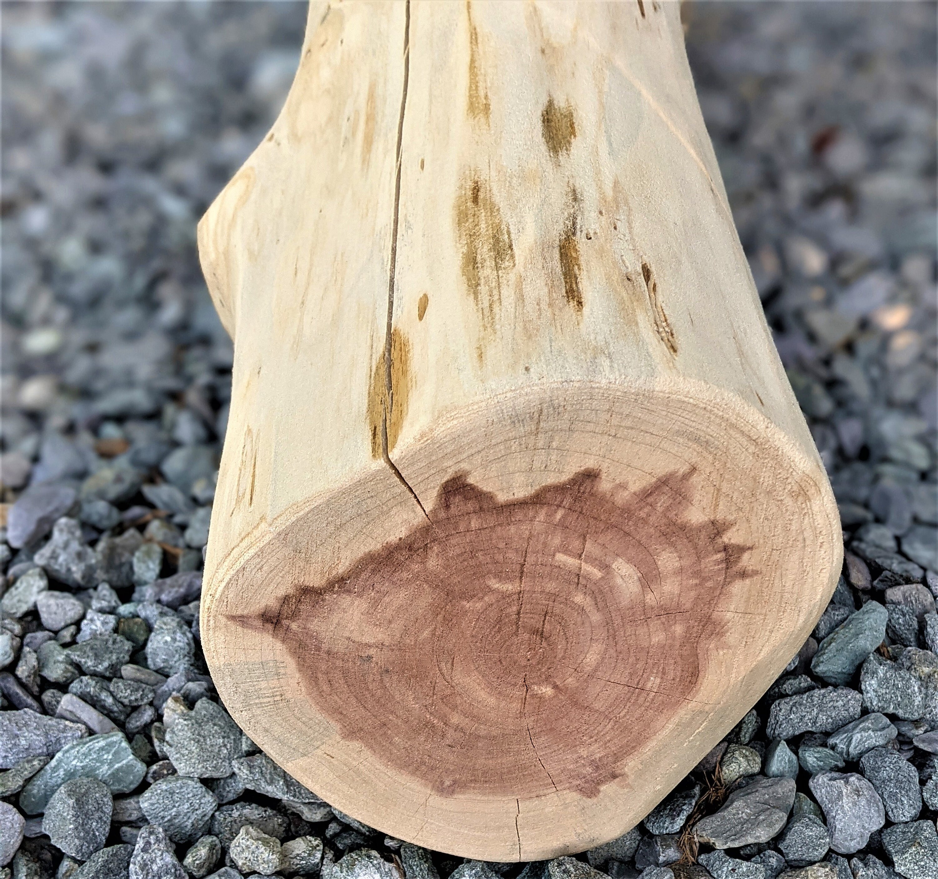 Tronco de cedro rojo muñón de cedro base de mesa mesa | Etsy