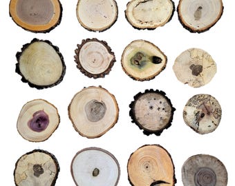 Wood Slices 3" - 5" - Assorted Species Walnut, Cedar, Oak, Maple