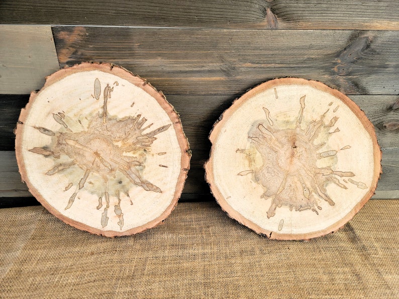 Set of 2 Spalted Maple Slabs, 12 13 Wood Rounds, Rustic Wedding Centerpieces, Plate Chargers, Wood Cookies, Table Decor, Tree Slices image 3