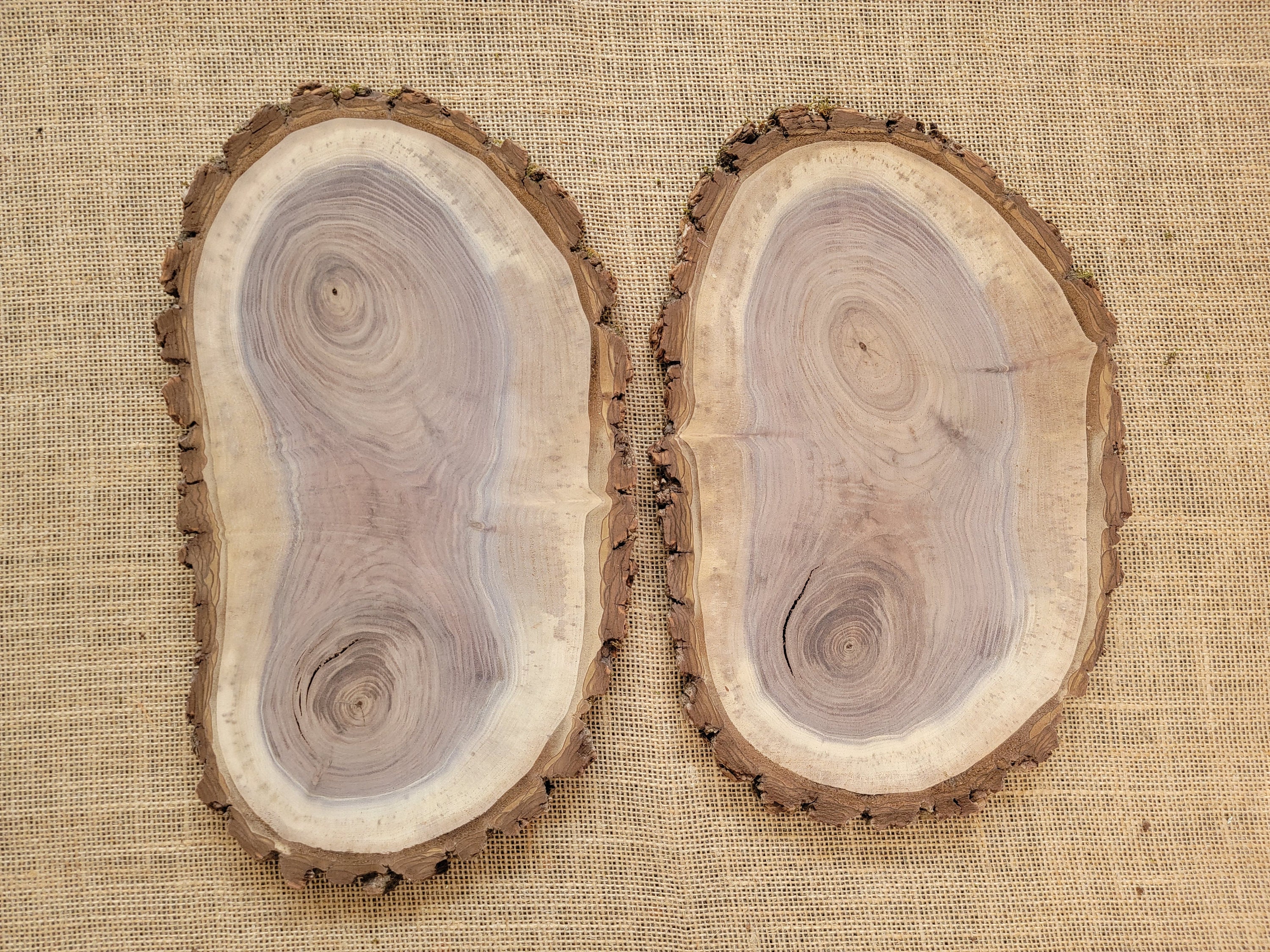 Five Kiln Dried 9 to 10 diameter x 1 thick Wood Slices, Wood Rounds, Wood  Slabs, Tree Slices, Wedding centerpieces, Woodland decor.