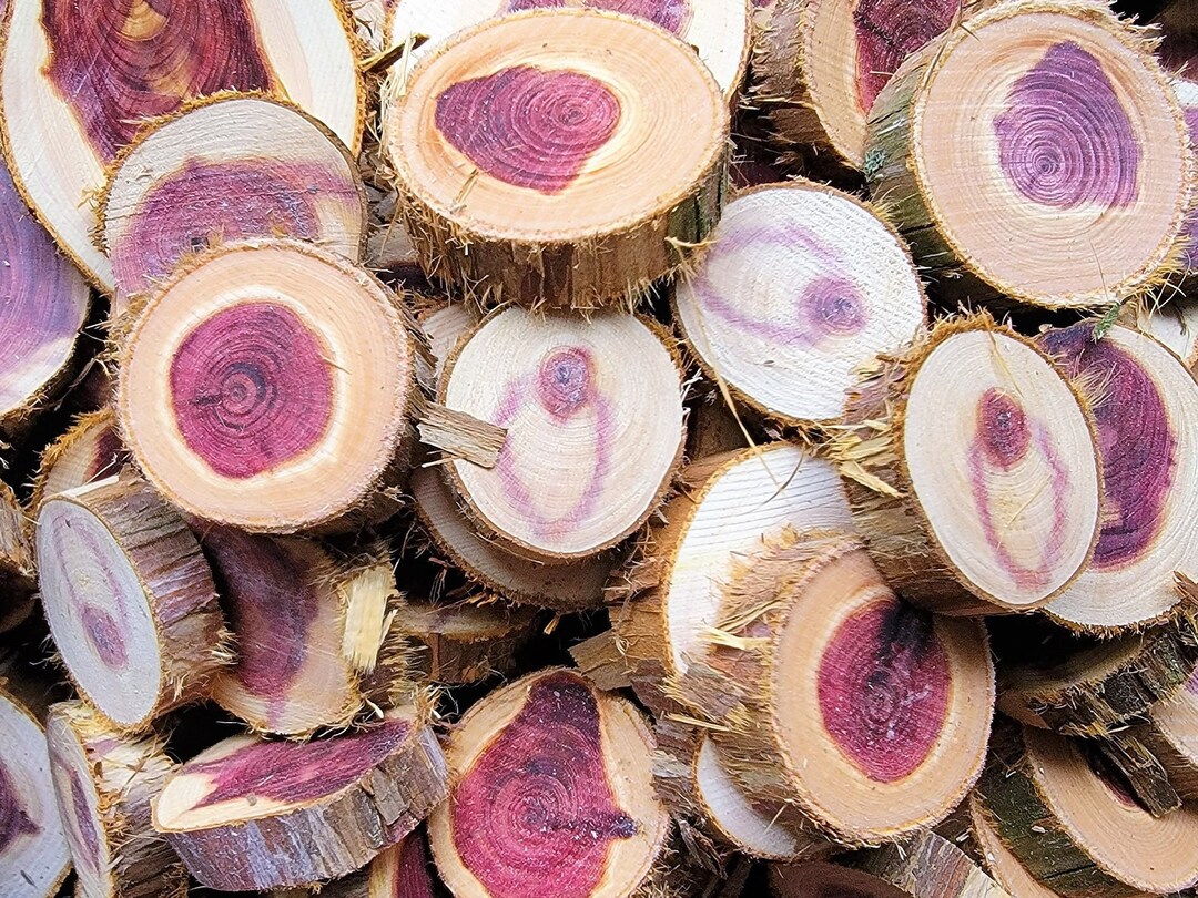 Maple Ridge Cedar Rounds 50 Red Cedar Wood Slices: 1-2