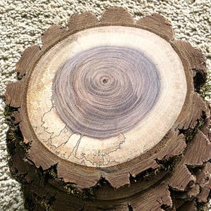 Rodajas de madera de nogal negro de 15 cm con corteza - Juego de 8