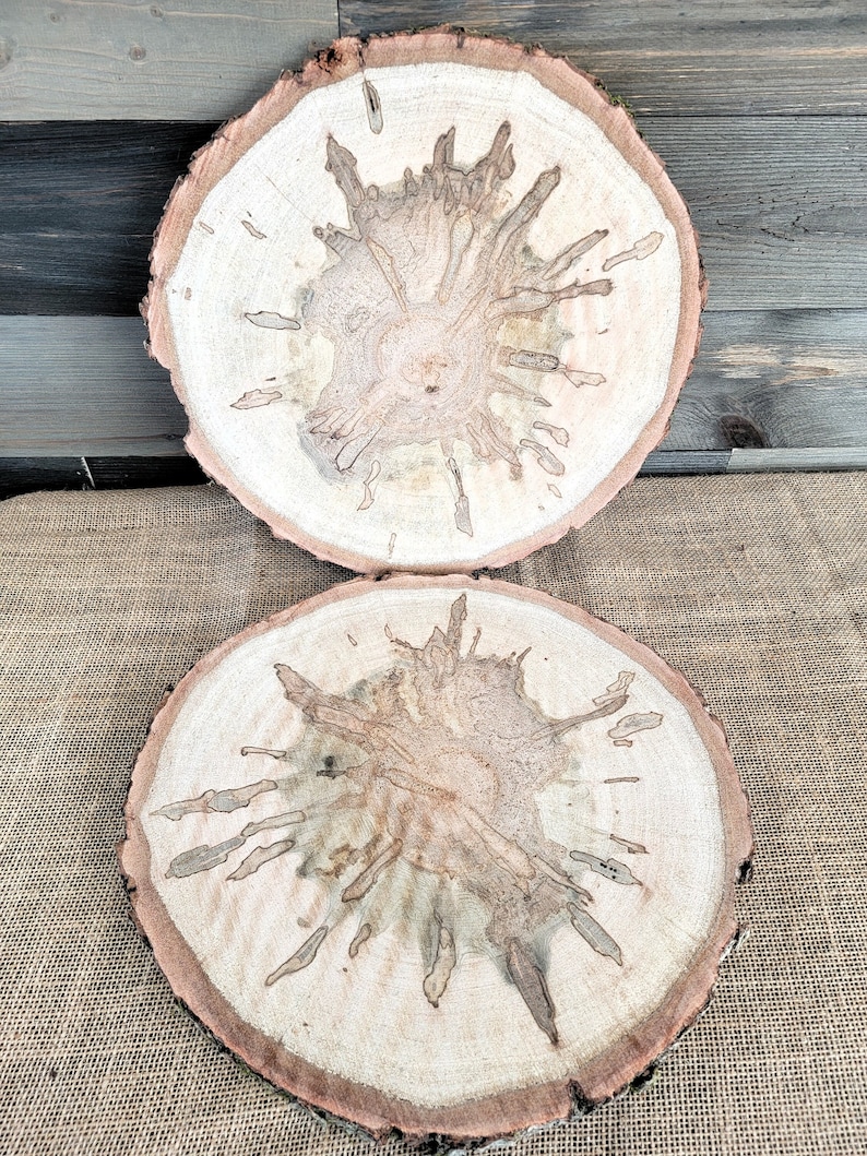 Set of 2 Spalted Maple Slabs, 12 13 Wood Rounds, Rustic Wedding Centerpieces, Plate Chargers, Wood Cookies, Table Decor, Tree Slices image 10