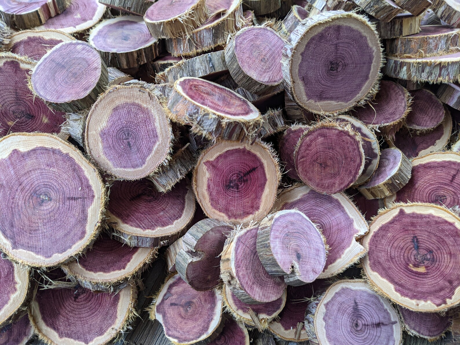 Red Cedar Wood Slices 1 2 Live Edge Tree Slices Etsy