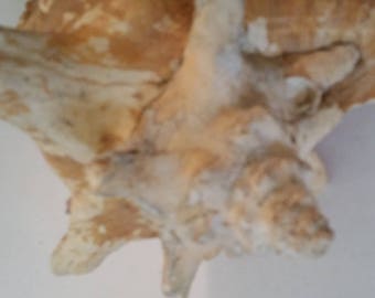 Vintage Slit Back Conch Shell 9" x 8" Coastal Decor, Conch Seashell, Seashore Decor