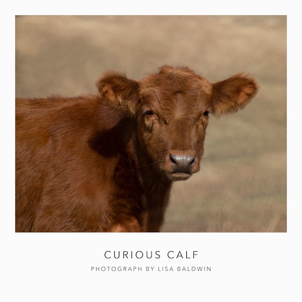 Curious Calf - Rustic Rural Photo - Reddish Brown Cow - Farmhouse Art