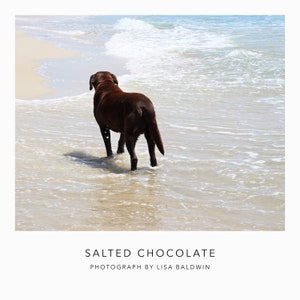 Salted Chocolate - Labrador Retriever Dog Photo - Brown Lab Wading in the Ocean