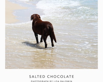 Salted Chocolate - Labrador Retriever Dog Photo - Brown Lab Wading in the Ocean