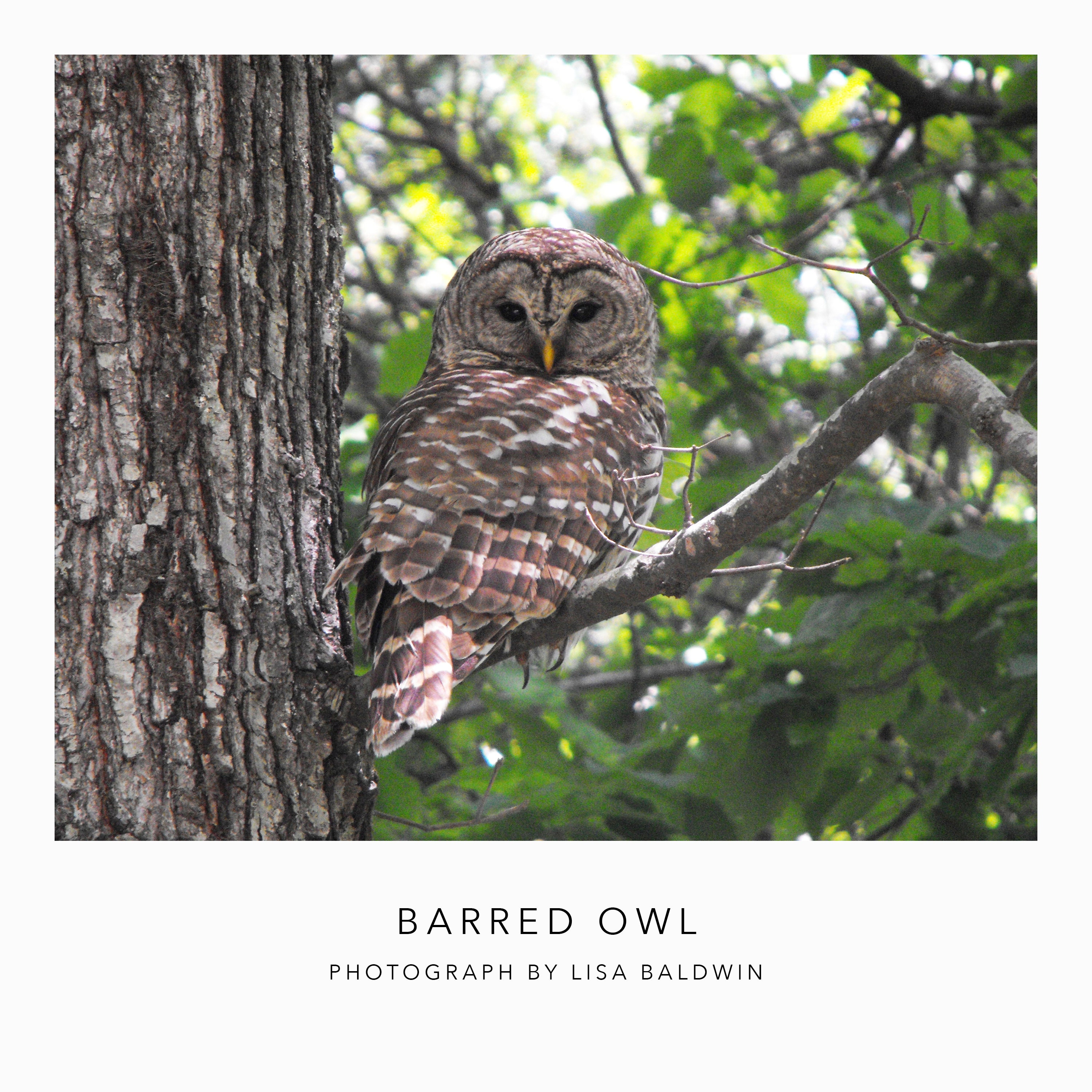 Barred Owl Perched on a Slender Branch - Woodland Creature Photo Print