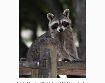 Raccoon on a Gate Post - Woodland Nature Animal Photo - Forager in the Fading Light