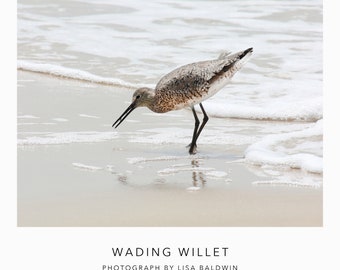 Willet vadeando en el océano a lo largo de la orilla - Foto de naturaleza - Decoración costera - Alimentación de aves marinas por la impresión de surf