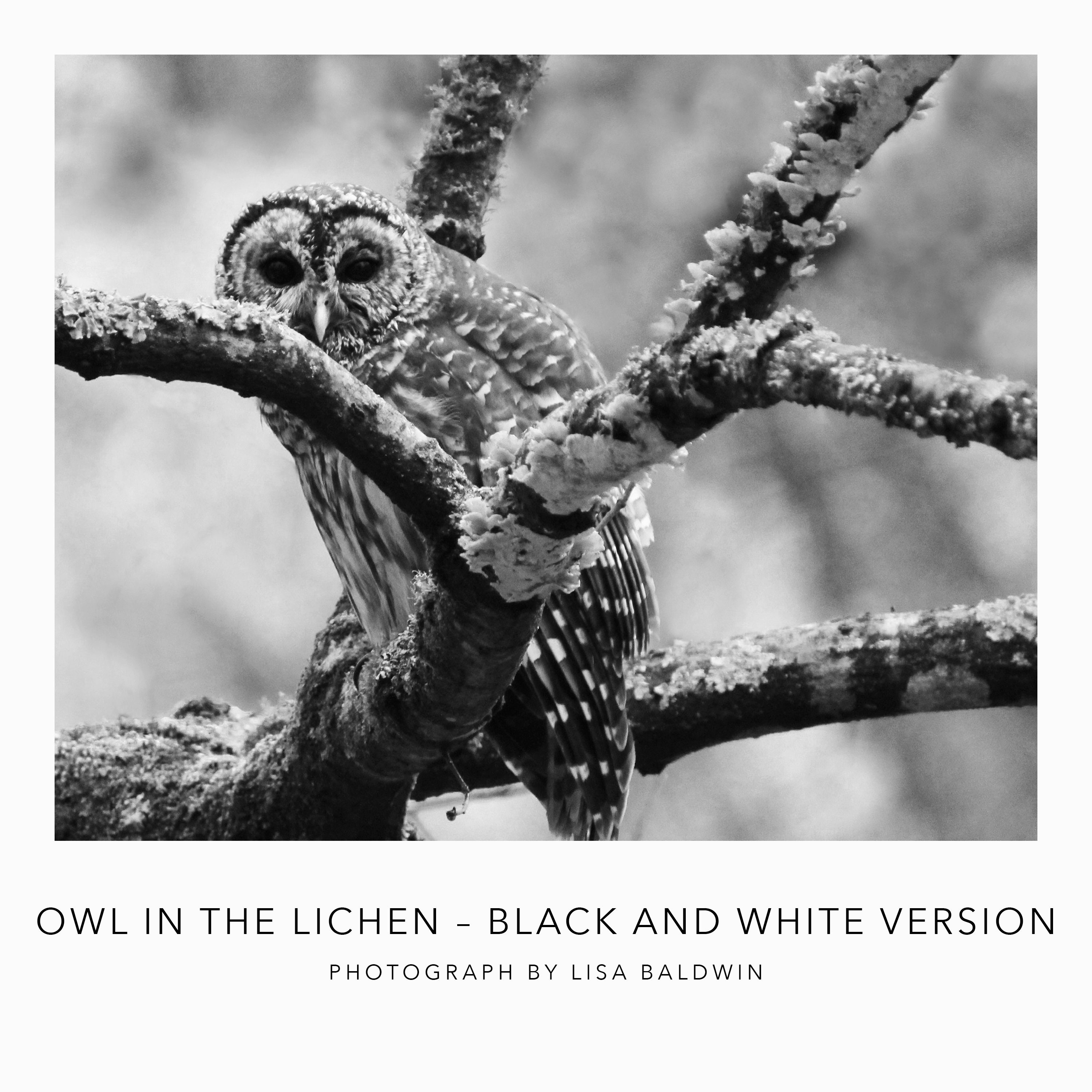 Black and White Photo - Owl in the Lichen - Barred Owl in an Old Oak Tree