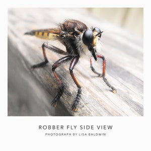 May include: A close-up side view of a robber fly with large, black eyes and a hairy face. The fly is perched on a wooden surface.
