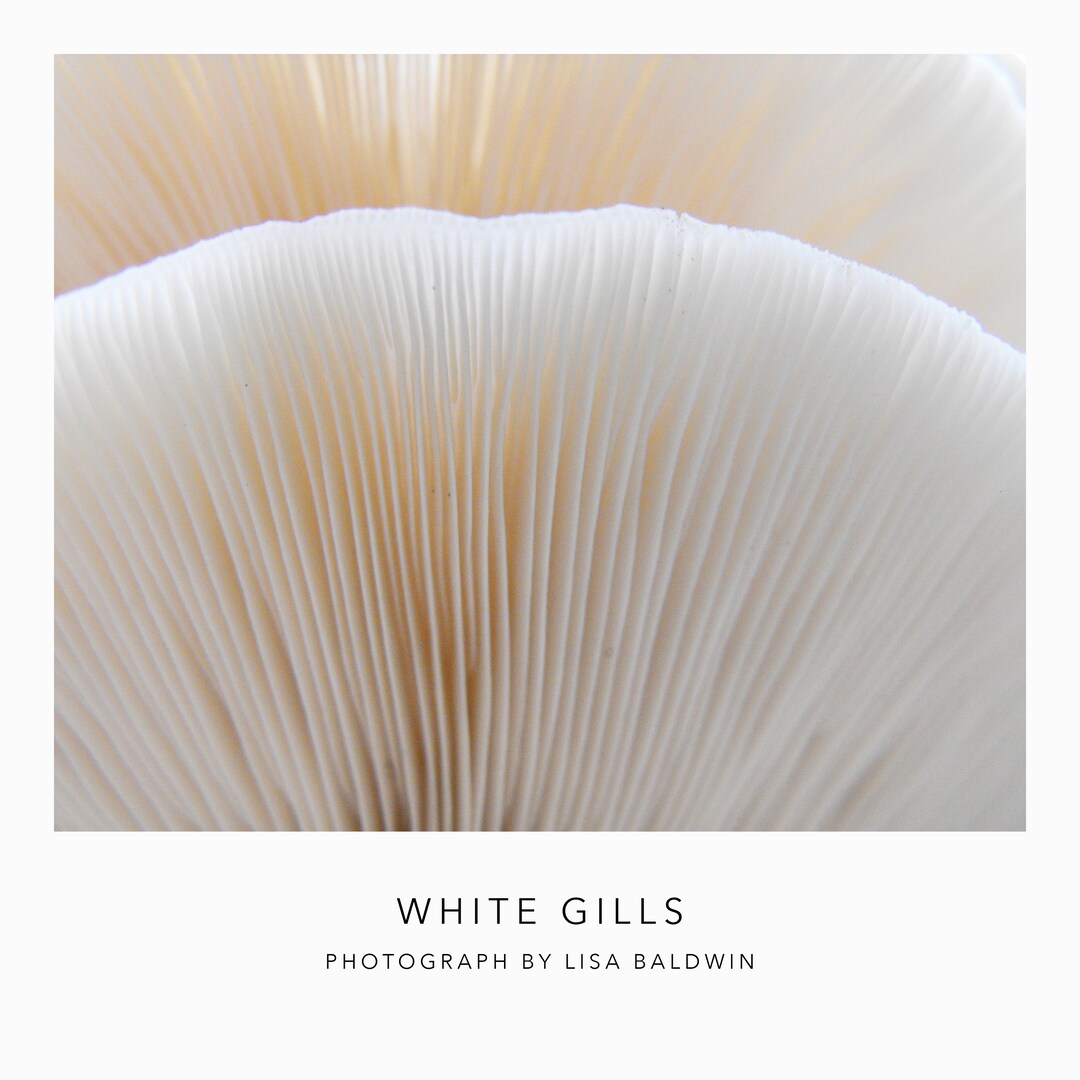 Shades of Cream and White Gills - Abstract Photo - Gills of Mushroom or ...
