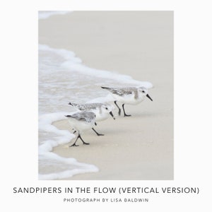 Vertical Version - Sandpipers in the Flow - Nature Photo - Coastal Decor Little Sea Birds Running from the Surf Print