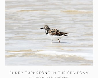 Ruddy Turnstone in the Sea Foam - Nature Photo - Coastal Decor - Little Sea Bird Feeding by the Surf Print