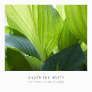 Under the Hosta - Sunlight through the Hosta Leaves on the Garden Path - Abstract Photo - Print in Shades of Green